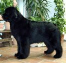 INTCH/A/USA/CH A Beautiful Mind of Apachees Home. Copyright by kennel of Apachees Home