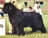  Winner Working Group Crufts'03/BOB Gold Cup DK'00'02/BOB DNK Club Show'01/INTCH/USA/UK/A/CH/A/I/D/DK/N/F/SLO/CH, AND I'M GREAT TO BE BACK-Bruce.  Copyright by kennel Fairweather's.