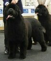 SAT Gold Cup Winner Italy'04, INTCH, SKCH SKIPPER'S EMPRESS King of Helluland-Casey. Copyright by kennel Skipper's.