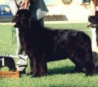 World v-ce Winner'02, INTCH/SR/CZ/A/PL/HCH FRENCH FRIES King of Helluland. Copyright by kennel King of Helluland.