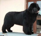INTCH/HCH JOLLY ROGER de Saint-Felicien. Copyright by kennel de Saint-Felicien.