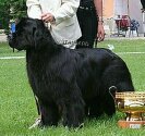 European Winner'03, A/HJCH, INTCH/H/ACH Kendian's IN YOUR EYE'S-Kendi. Copyright by kennel For Shadows Eternity