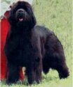 European Winner'03, A/HJCH, INTCH/H/ACH Kendian's IN YOUR EYE'S. Copyright by kennel For Shadows Eternity-Kendi