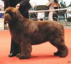 LUX/CH BRIGHT HOPE MATISS de L'etoile de Cyrice. Copyright by kennel de L'etoile de Cyrice