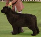 BOB, BOG World Winner'03, BOS World Winner'06, INTCH/H/FINCH Ursinus Velutus PALOMA BIANCA. Copyright by kennel Island's Prince