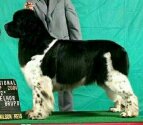 World Winner'04/INTCH/ Brazylia/Argentyna/Panama/Slowenia/CH_RANA'S_PANDA_v.Riesrand. Copyright by kennel vom Riesrand 