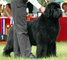 DK Gold Cup'05 Winner, INTCH/D/VDH/CS/SLO/CH NEW WAWE Skippers King of Helluland-Ronnie. Copyright by kennel Skipper's.