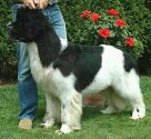 Italia Club Champion, GOOD from SALINA-Salome, in the picture of age 1,5 year old. Copyright by kennel Fairweather's.