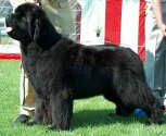 BOB Junior Winner World'00, BOB Gold Cup'03, BOB Winner Gold Cup'04, Winner Italy Speciaity'04, INTCH/USA/UK/DK/FIN/S/N/CH/D/IRISH/CH Fairweather's A GREAT PRETENDER-Sam. Copyright by kennel Fairweather's.