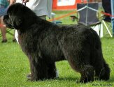 BOB Junior Winner World'00, BOB Gold Cup'03, BOB Winner Gold Cup'04, Winner Italy Speciaity'04, INTCH/USA/UK/DK/FIN/S/N/CH/D/IRISH/CH Fairweather's A GREAT PRETENDER-Sam. Copyright by kennel Fairweather's.