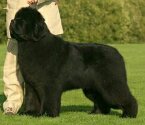 BOB Junior Winner World'00, BOB Gold Cup'03, BOB Winner Gold Cup'04, Winner Italy Speciaity'04, INTCH/USA/UK/DK/FIN/S/N/CH/D/IRISH/CH Fairweather's A GREAT PRETENDER-Sam. Copyright by kennel Fairweather's.