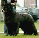 Belgian Junior Winner 2006, D'FAIRWEATHERS For Shadows Eternity-Sam's son Simon. Copyright by kennel Fairweather's.