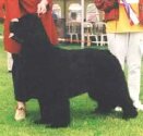 BOS Cruft'05, Bel. Winner'02, INTCH, USA/B/DK/S/D/VDHCH Twillin Gate YOU TWO-Julie. Copyright by kennel Twillin Gate